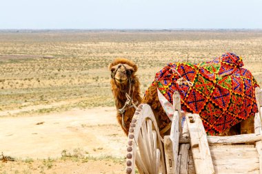 Kuzey Özbekistan, Orta Asya 'daki Kyzylkum çölünde bir deve.