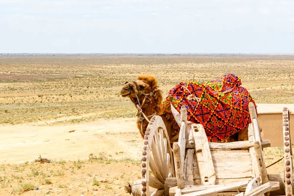 Cammello Nel Deserto Del Kyzylkum Nell Uzbekistan Settentrionale Asia Centrale — Foto Stock