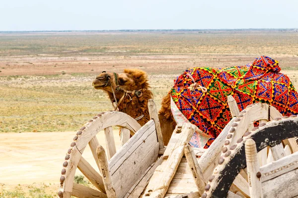 Cammello Nel Deserto Del Kyzylkum Nell Uzbekistan Settentrionale Asia Centrale — Foto Stock