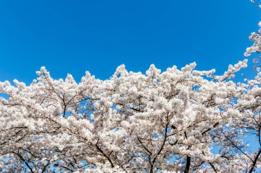 Amsterdam, Noord-Holland, Hollanda, Avrupa 'da Kiraz Çiçekleri