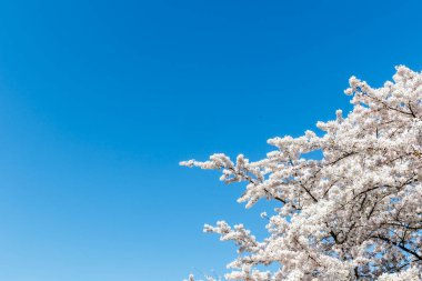 Amsterdam, Noord-Holland, Hollanda, Avrupa 'da Kiraz Çiçekleri