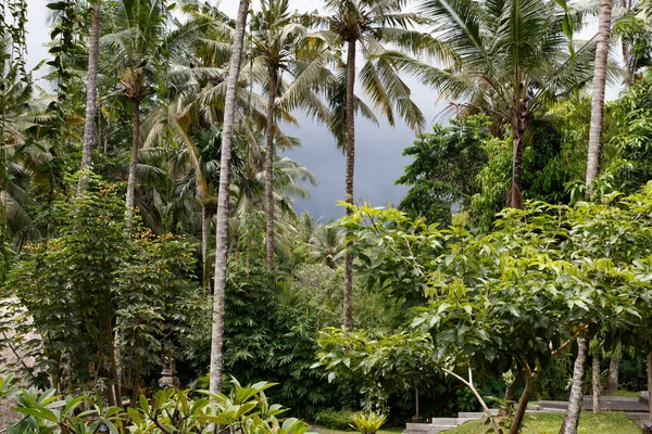 Giardino Tropicale Con Palme Bali Indonesia Asia — Foto Stock