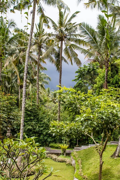 Tropical Garden Palm Trees Bali Indonesia Asia — Stock Photo, Image