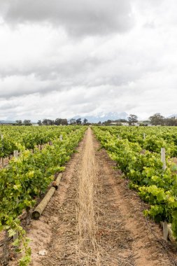 Stellenbosch şaraphanesinde üzüm bağları, Batı Burnu, Güney Afrika, Afrika