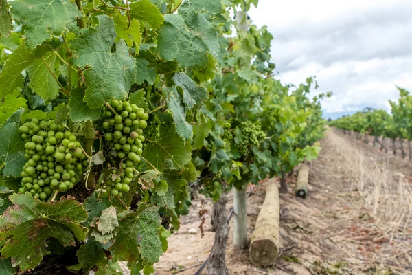 Close Van Een Bos Van Groene Druiven Wijngaarden Stellenbosch Wijnmakerij — Stockfoto