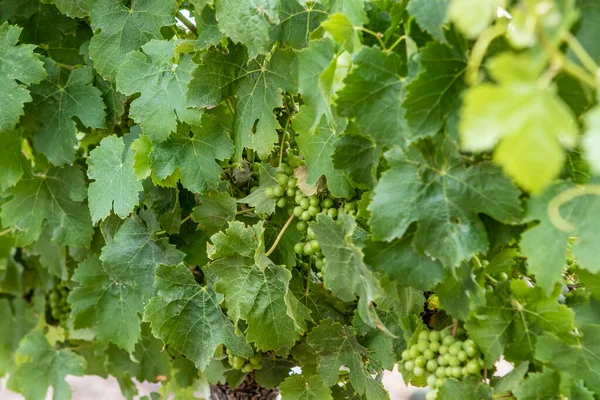 Close Bunch Green Grapes Vineyards Stellenbosch Winery Area Western Cape — Stock Photo, Image