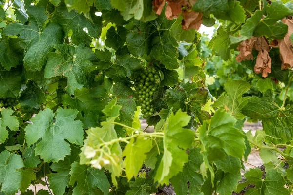 Gros Plan Bouquet Raisins Verts Dans Les Vignobles Région Viticole — Photo