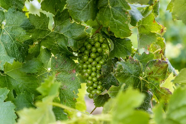 南非西开普省斯泰伦博希酿酒厂附近葡萄园里的一串绿葡萄 — 图库照片