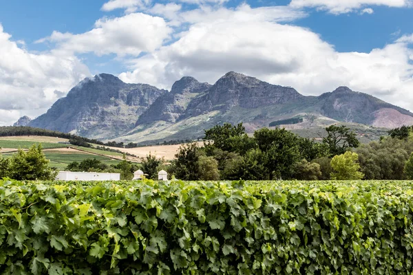 Winnice Obszarze Winnicy Stellenbosch Przylądek Zachodni Republika Południowej Afryki Afryka — Zdjęcie stockowe