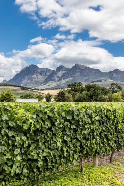 Vignobles Dans Région Vinicole Stellenbosch Cap Occidental Afrique Sud Afrique — Photo