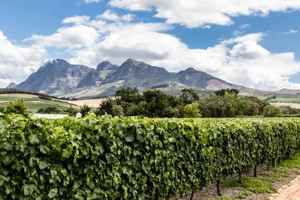 Vignobles Dans Région Vinicole Stellenbosch Cap Occidental Afrique Sud Afrique — Photo