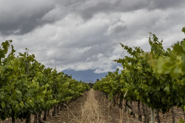 Vineyards Stellenbosch Winery Area Western Cape South Africa Africa Stock Photo