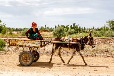 Özbek kadın eşeği Özbekistan, Orta Asya