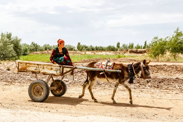 Özbek Kadın Eşeği Özbekistan Orta Asya — Stok fotoğraf