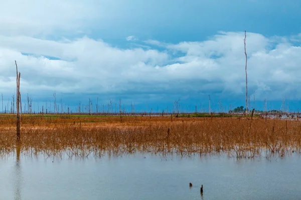 Brokopondomeer Reservoir Suriname South America — Foto Stock