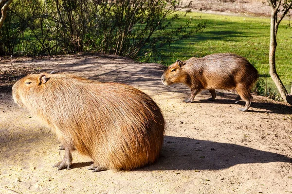 Capybara Park Villaguay Entre Rios Argentina South — Foto Stock