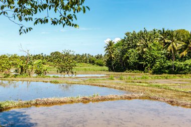 Rice paddies in Tanjung Benoa at Bali, Indonesia, Asia