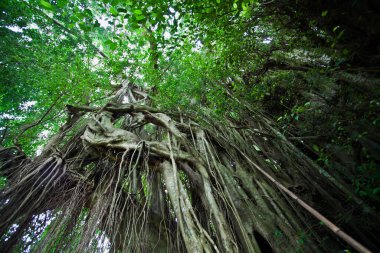 Tropical giant waringin trees at the Pura Kehen temple in Bali, Indonesia, Asi