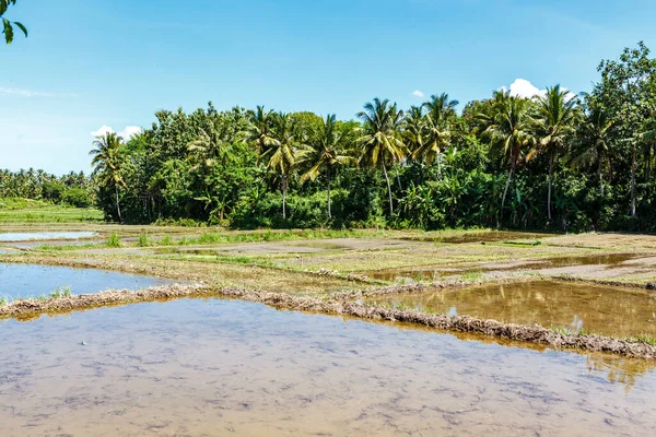 Рисовые Плантации Тано Беноа Бали Индонезия Азия — стоковое фото