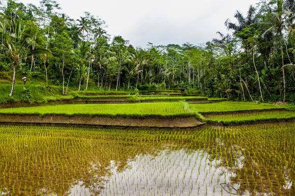 Rice Paddies Bali Indonesia Asia — Stockfoto