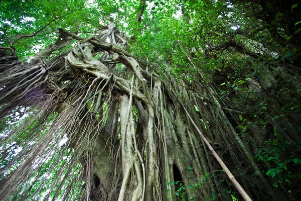 Tropical Giant Waringin Trees Pura Kehen Temple Bali Indonesia Asi — Stockfoto