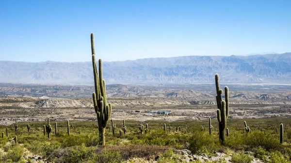 Cactus Landscape Quebrada Cafayate Salta Province Argentina South America — Zdjęcie stockowe