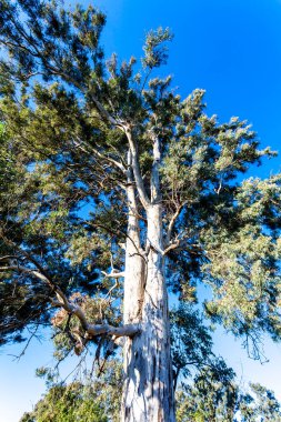 Tall Eucalyptus tree in Entre Rios, Villaguay, Argentina, South America
