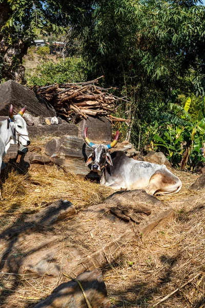 Vacas Blancas Con Cuernos Pintados Colores Rajastán India Asia —  Fotos de Stock