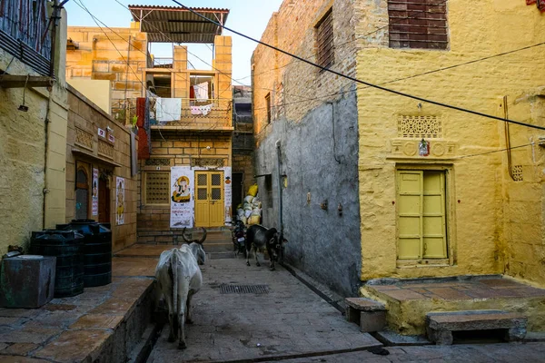 Narrow Street Cows Old Yellow Painted Houses Jaisalmer Fortress Jaisalmer — Stock Photo, Image