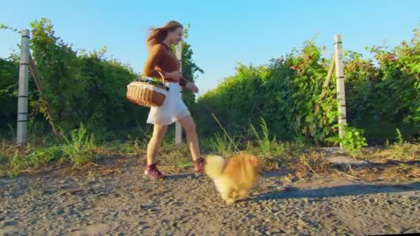 Femme marchant avec chien dans le parc. Joli petit chiot shpitz. Tournage vidéo par cardan portable. — Video