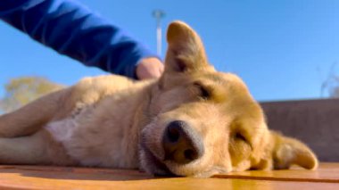 Genç sakallı adamın sevimli arkadaşı kahverengi köpeği kucaklayıp öperkenki yakın çekimi. Hayvanlar ve insan dostluğu.
