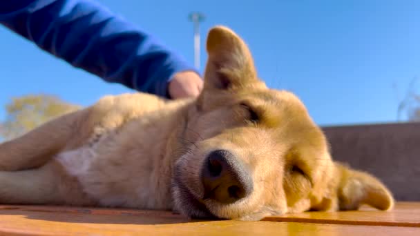 Îmbrățișarea și sărutarea prietenului său drăguț câine maro. Animale și prietenie umană. — Videoclip de stoc