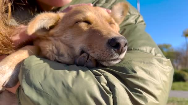 Närbild av flicka och husdjur utomhus i parken brun hund vänd mot kameran hunden som vänner god vänskap hund och människor livsstil bilder. — Stockvideo