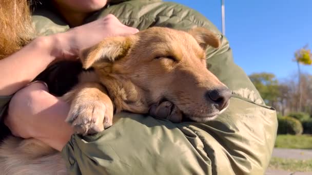 Tæt skud af pige og kæledyr udendørs i parken brun hund vender kameraet hunden som venner godt venskab hund og mennesker livsstil optagelser. – Stock-video
