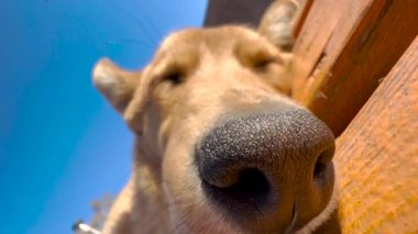 Genç sakallı adamın sevimli arkadaşı kahverengi köpeği kucaklayıp öperkenki yakın çekimi. Hayvanlar ve insan dostluğu.