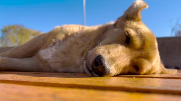 Detailní záběr. Pes odpočívá v parku. Modrá obloha v pozadí. — Stock video