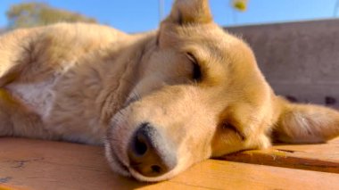 Yakın plan. Köpek, parkta dinleniyor. Arka planda mavi gökyüzü.