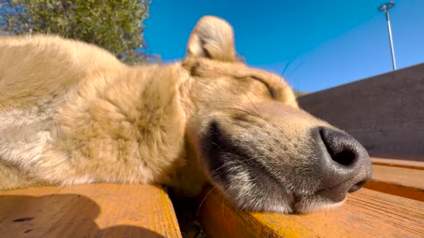 Közelkép. A kutya a parkban pihen. Kék ég a háttérben. — Stock videók