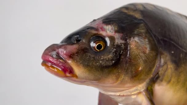Grote vis close-up. Levende vissen openen hun mond op een witte achtergrond. — Stockvideo