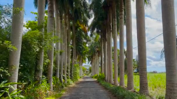 Widok na palmy przechodzące pod słonecznym błękitnym niebem. Szerokie ujęcie jazdy z kamerą patrzącą na palmy. POV wakacje tropikalne — Wideo stockowe