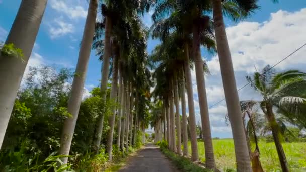 Widok na palmy przechodzące pod słonecznym błękitnym niebem. Szerokie ujęcie jazdy z kamerą patrzącą na palmy. POV wakacje tropikalne — Wideo stockowe