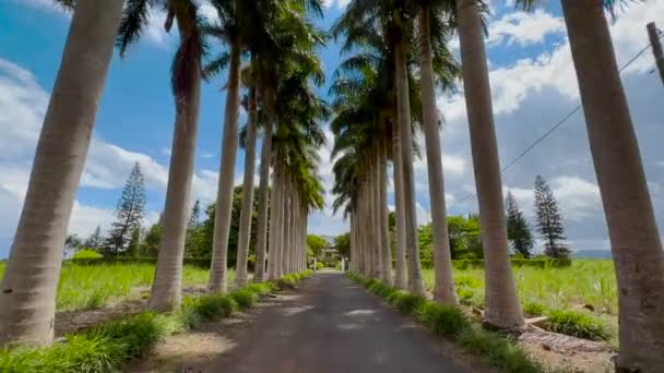 在阳光灿烂的蓝天下,棕榈树经过的景象.用相机俯瞰棕榈树的宽镜头开车.POV热带假期 — 图库视频影像