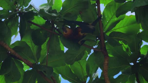 Sluit maar af. Grote vliegende vos hangt uit een tak. Enorme Bat uit Mauritius. Groene achtergrond. — Stockvideo