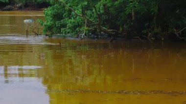 Nehirde kirli su akıyor, çevre kirliliği. Kanalizasyon, tedavi tesisleri