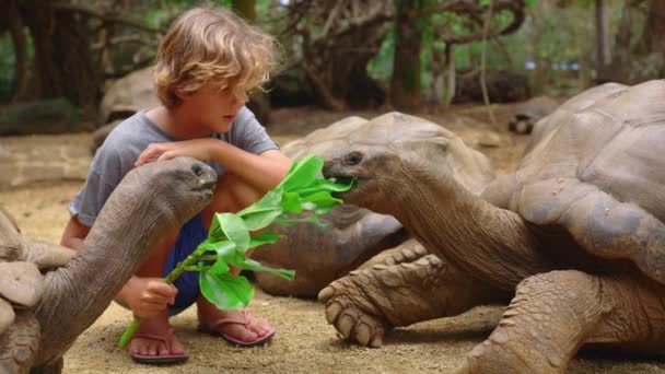 Interazione tra esseri umani e animali. Il ragazzo accarezza una grande tartaruga allo zoo. La tartaruga gode della cura delle persone. — Video Stock