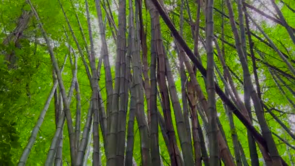 Gyönyörű napfény tör át a sűrű trópusi növények fejlődik a szél. A napfény áttör a bambuszleveleken. — Stock videók