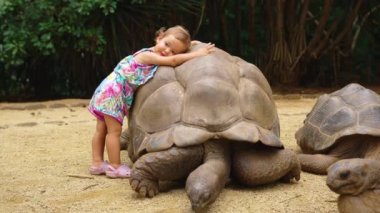 Interaction between humans and animals. Baby caress a big turtle in the zoo. The turtle enjoys the care of people.