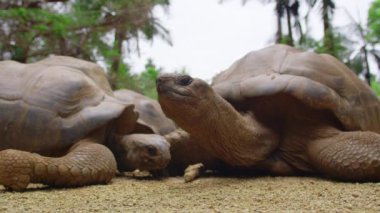 Mauritius 'taki tropikal parktaki dev kaplumbağa. Kaplumbağa doğal ortamında. Mauritius
