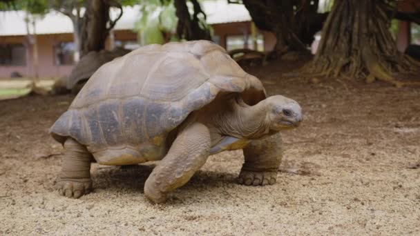 Obří želva v tropickém parku na Mauriciu. Želva v přírodním prostředí. Mauricius. — Stock video