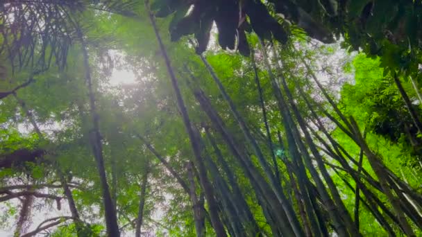 Прекрасне сонячне світло проривається крізь зарості тропічних рослин, що розвиваються на вітрі. Сонячне світло пробивається крізь бамбукове листя — стокове відео